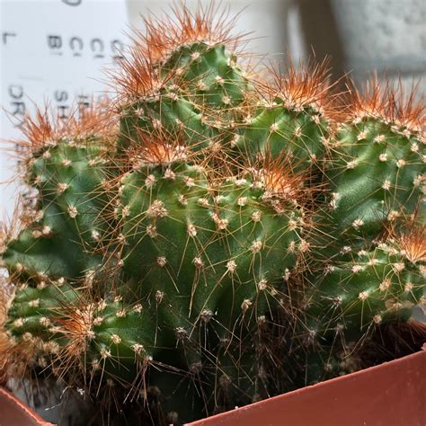 Pull a leaf gently from side to side and try to take it out with a base. Cereus peruvianus monstrosus minima, Curiosity Cactus in ...