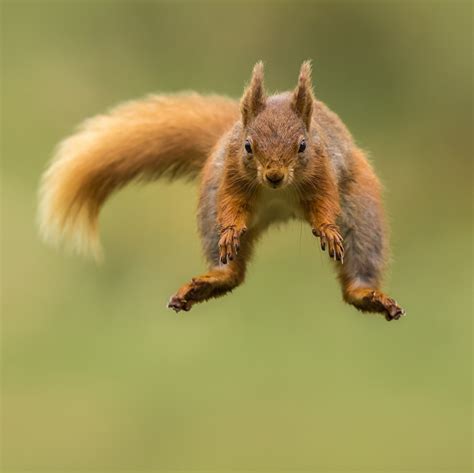 Photo Squirrels Blurred Background Jump Flight Animal