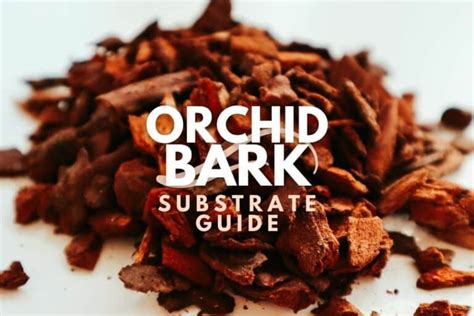 What Is Orchid Bark Fir Bark Substrate And Mixes Explained