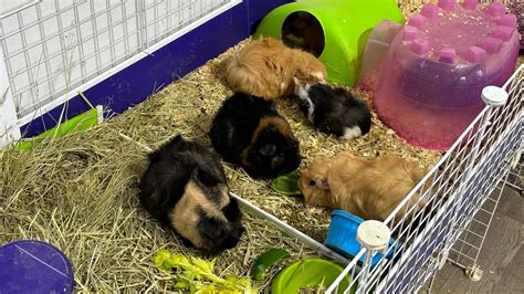 East Tennessee Guinea Pig Rescue Intro Youtube