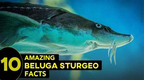 10 Interesting Beluga Sturgeon Facts