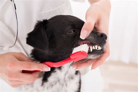 How To Fix Bad Dog Breath The Village Vets