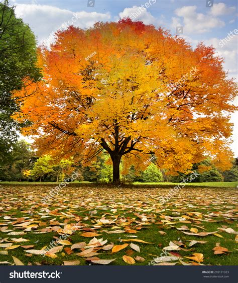 Beautiful Autumn Trees Autumn Landscape Stock Photo 210131923