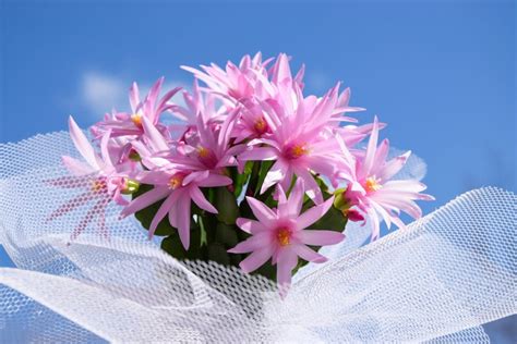 Easter Cactus Tips For Growing And Getting Beautiful Spring Blooms