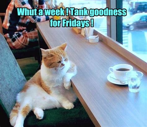 Friday Start Late And Leave Early Lolcats Lol Cat Memes Funny