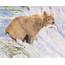Grizzly Bear Fine Art Print  Gemma Whelbourn