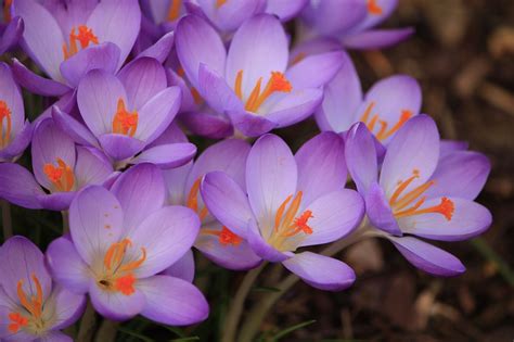 Crocus Flowers Spring Violet Free Photo On Pixabay Pixabay