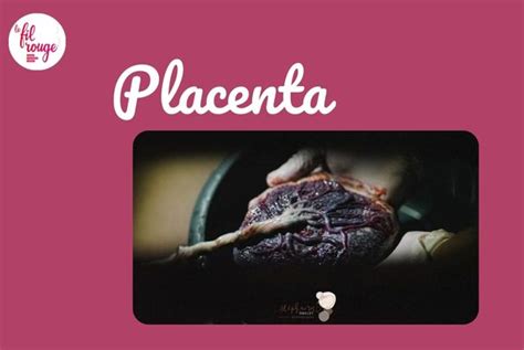 Placenta Le Fil Rouge