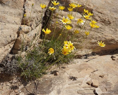 Arizona Desert Flowers Blooming Flowers In Bloom Arizona Arizona