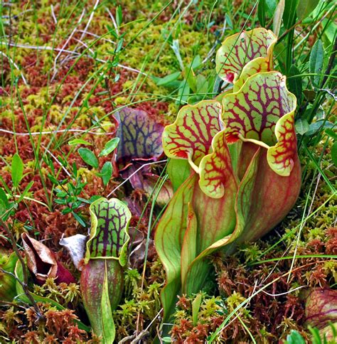 Northern Pitcher Plant Special Vegetation Orchids And More