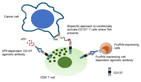 Cancers Free Full Text Cd137 As An Attractive T Cell Co Stimulatory