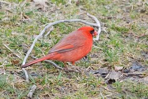 Cardinal My Birding Photos