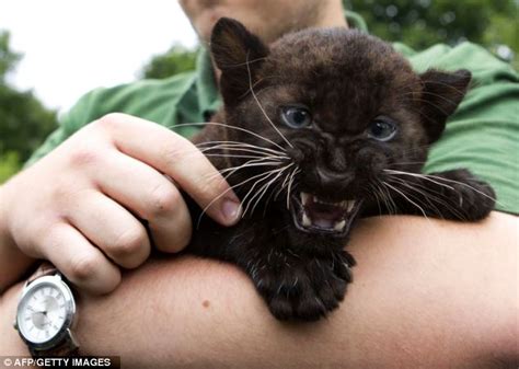 Twin Panther Cubs Are Instant Hit With The Public At Their