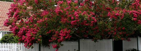 Learn more about our classic crape myrtles! Growing Crepe Myrtle | Sustainable Gardening Australia