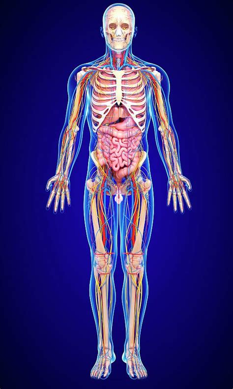 Male Anatomy Photograph By Pixologicstudio Science Photo Library Fine