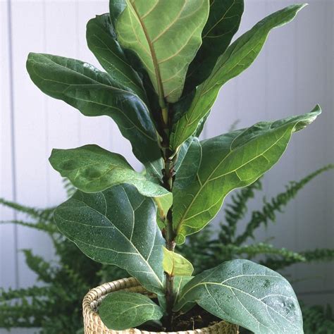My only complaint would be more about the pot selection, they are either too large or too small.5. Cottage Farms Direct 5.5 in. Cottage Hill Fiddle Leaf Fig ...