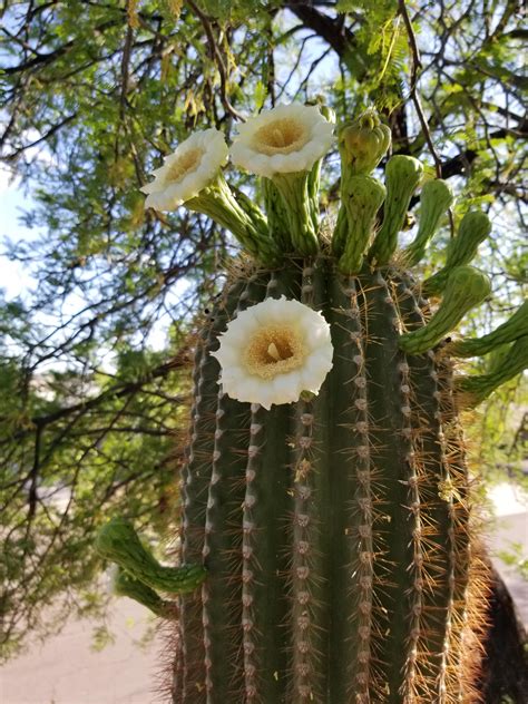 Arizonas State Flower — The Saguaro Blossom Rgardening