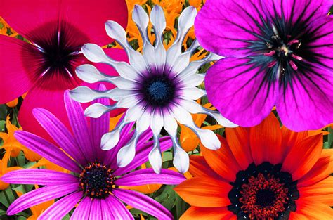 Bunch Of Multi Colored Flowers Full Photograph By John Foxx Fine Art