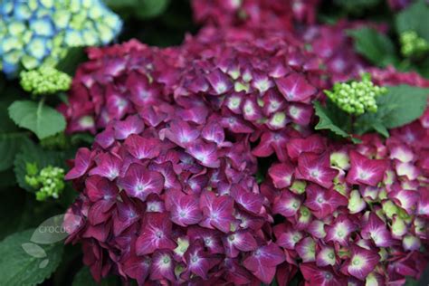 Buy Hydrangea Hydrangea Macrophylla Hot Red Violet