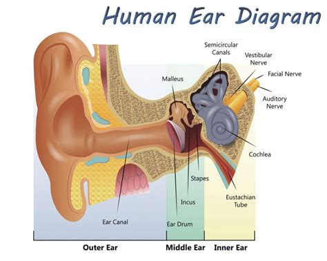 The Bones Of The Ear Facty Health