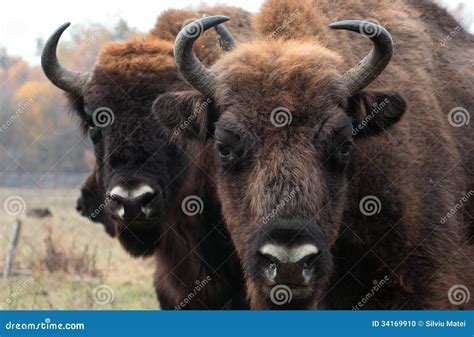 Big Male Of European Bison Stands In The Autumn Forest Stock Photo