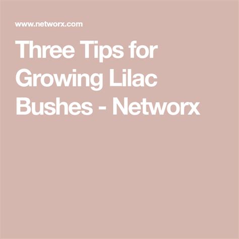 Three Tips For Growing Lilac Bushes Networx Lilac