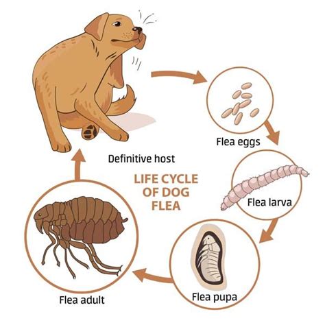 How To Remove Fleas From A Dog And Prevent Future Flea Infestations