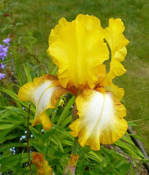 Tall Bearded Iris Iris Radiant Apogee In The Irises Database