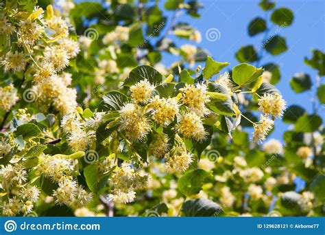 Blooming linden tree stock image. Image of lime, linden - 129628121