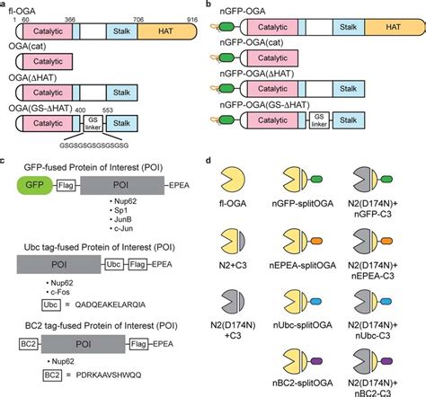 Schematic Representation Of Oga And Target Protein Constructs Used In Download Scientific