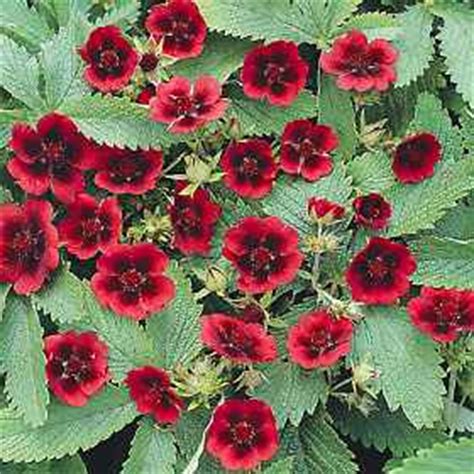 See some of our favorites for color through the seasons. drawersokc - red flowering plants zone 5