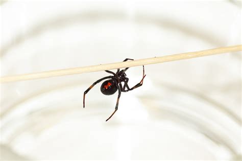 What Does A Spider Bite Look Like And What To Do About It Redorbit