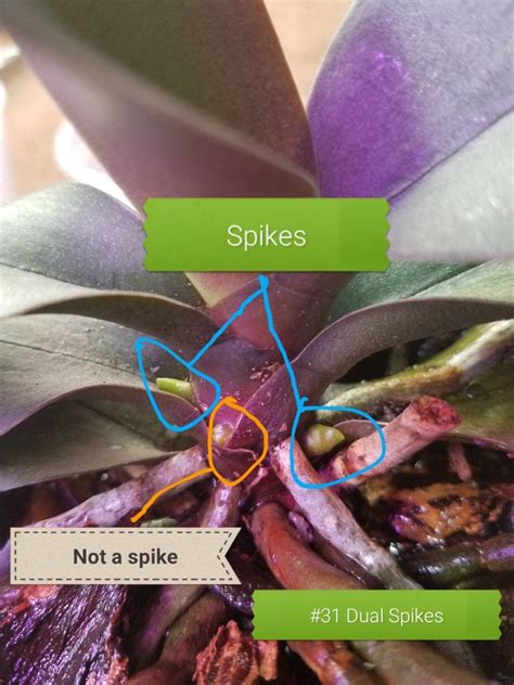 First it was two leaves and then, what i thought, a spike! The difference between Spikes and roots on orchids #31 ...