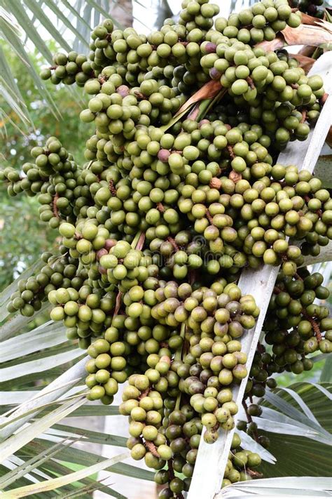 Bismarckia seeds should be soaked in slightly warm water for couple of days before sowing. Bismarckia Stock Photos - Download 119 Royalty Free Photos