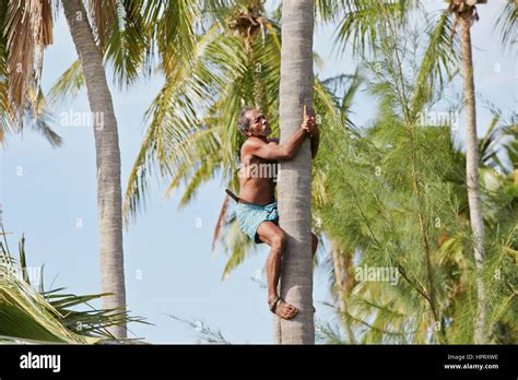 Man Is Climbing Up To Palm Tree For Harvest Coconut Stock Photo Alamy