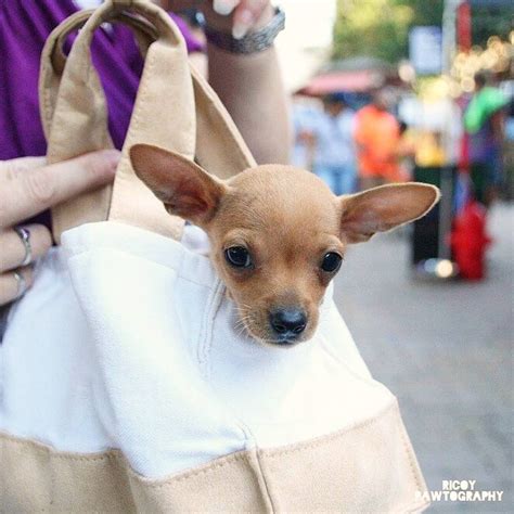 We encourage you to view each page, to ensure you gain the greatest understanding of what's in store when you are owned by a frenchie. Pin on Puppies of San Diego