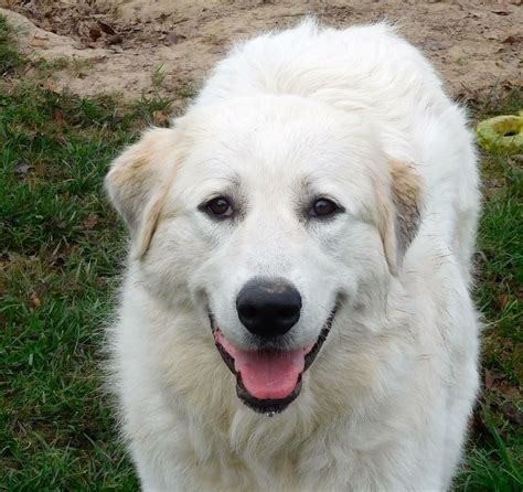 If you would like to adopt one of our rescue dogs, we first ask that you fill out an application. Great Pyrenees dog for Adoption in Yardley, PA. ADN-644778 ...
