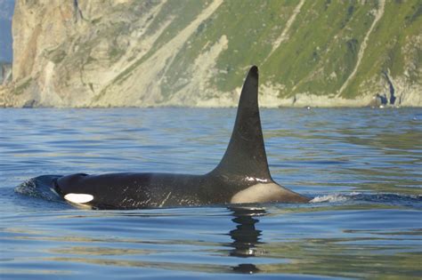 Wir hatten einen schönen ausstattung und wir würden gerne wieder kommen, wenn wir das nächste mal werden wir in orcas island. Meet the different types of orcas - Whale and Dolphin ...