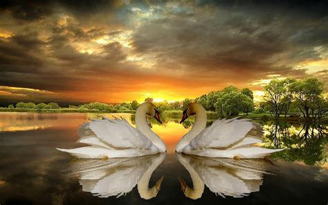 Beautiful wallpapers for hp, dell, asus, acer, msi and other laptops. Love Of Swans, Lake, Trees, Dark Clouds, Sunset Desktop ...