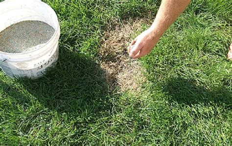 Just read this handy guide to learn everything you need to know about the these types of grasses, like fescue, rye, and bluegrass, grow actively in the fall. Fall Lawn Care Tricks for a Killer Lawn in Spring! • The Garden Glove