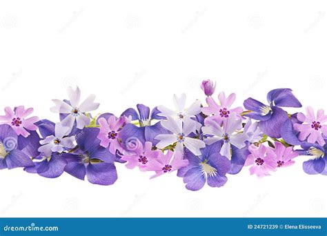 Purple Spring Flower Border Royalty Free Stock Images Image 24721239