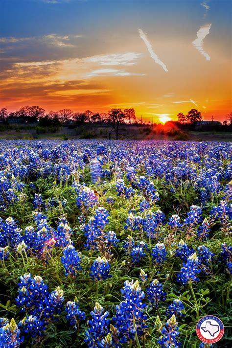 A Bluebonnet Sunset Flower Puzzle 250 500 1000 Pieces Beautiful