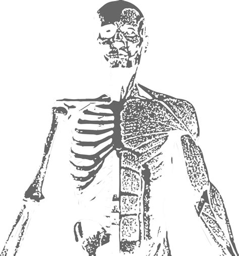 Premium Vector A Drawing Of A Human Skeleton With The Word Skeleton