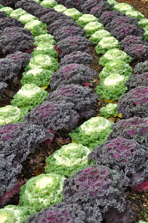 You can start seeds indoors as early as february, but be careful about when you transplant seedlings to your garden. South Texas Botanical Gardens - Dan330