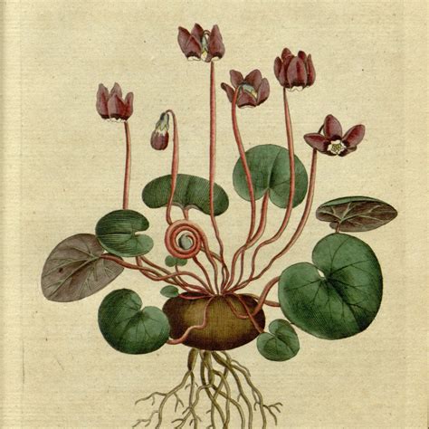 Botanical Prints French Painting Digital Image Plant