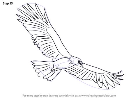 Learn How To Draw A Black Eagle Birds Step By Step Drawing Tutorials