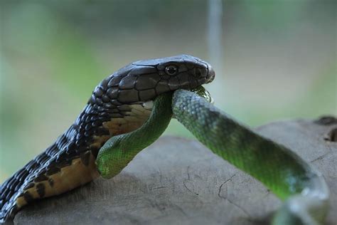 What Do King Cobras Eat In The Wild And In Captivity Facts And Faq Pet Keen