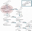 Pathways of steroid hormone synthesis in humans | Download Scientific ...