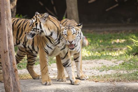 Two Bengal Tigers Resting Stock Photo Image Of Beauty 71863616