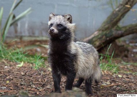 Kit And Ace Fur Labelling Under Fire For Asiatic Raccoon Product